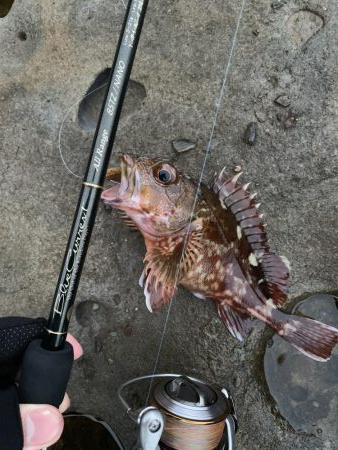 ライトテキサス