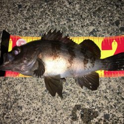 プラグでのメバル