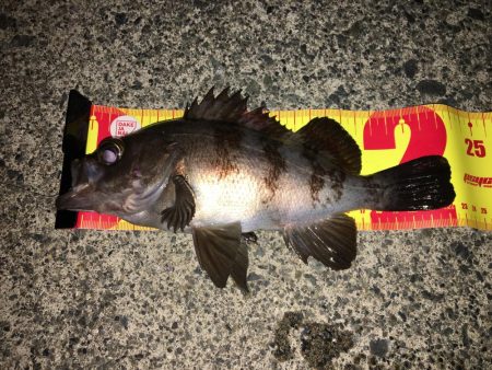 プラグでのメバル