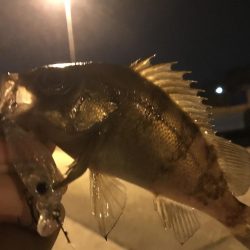 林崎漁港でメバリング