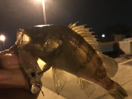 林崎漁港でメバリング