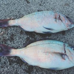 狙い通りの二本だし