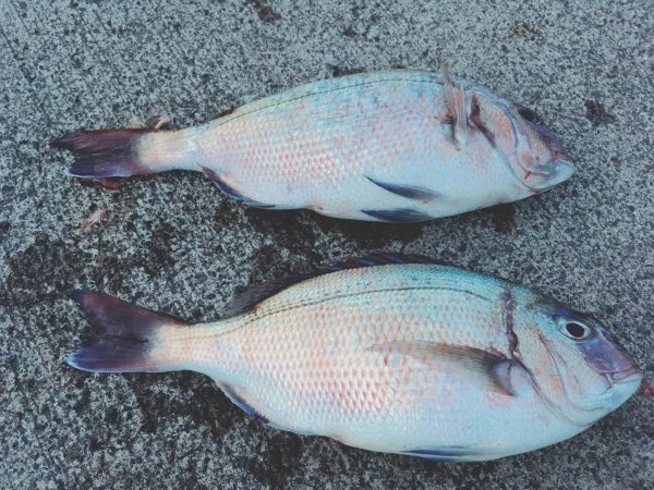 狙い通りの二本だし