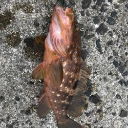 高級魚げっとー！