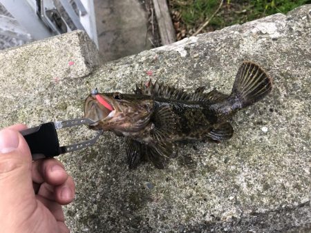 上顎がっぽし！