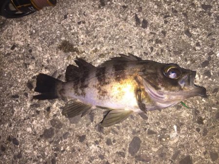 出張先の楽しみ⑤