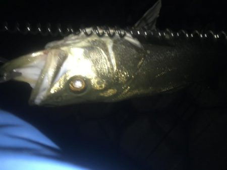 雨後の河川にて