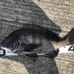 イチノ兄弟、釣果！