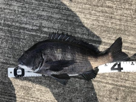 イチノ兄弟、釣果！