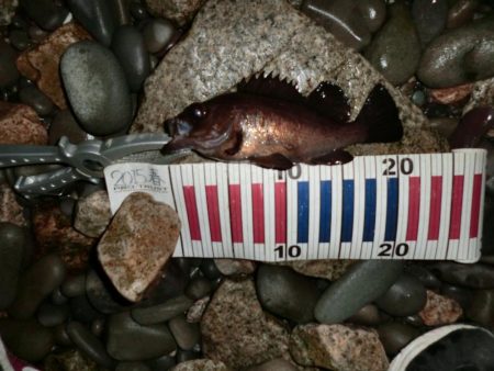 メバルは煮付けにて