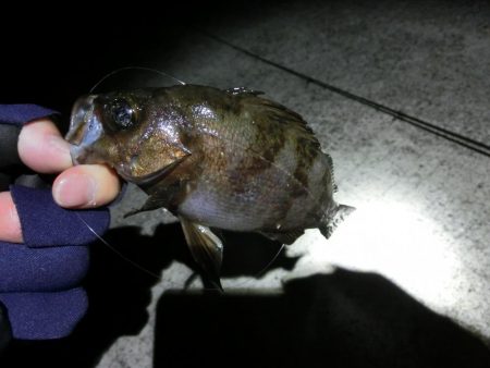 渋い中で何とか25㎝