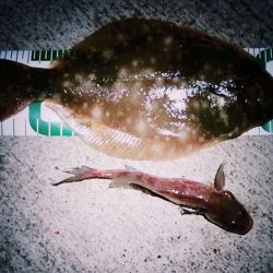 マコガレイ(27Cm)