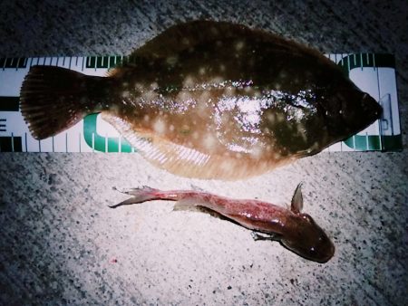 マコガレイ(27Cm)