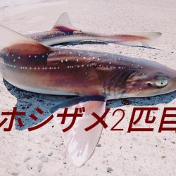 ホシザメ!!