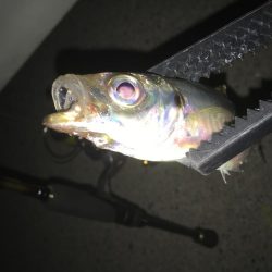 初めてのアジング