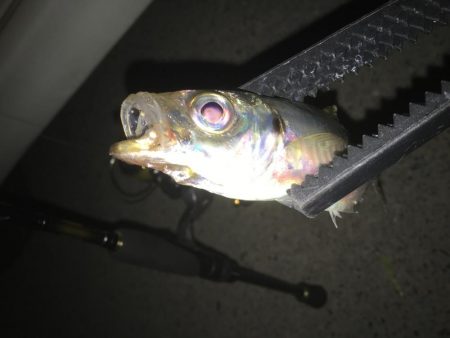 初めてのアジング