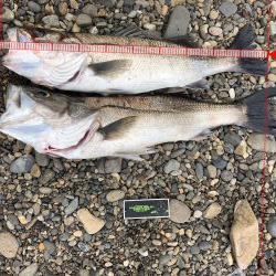 シーバスゲット