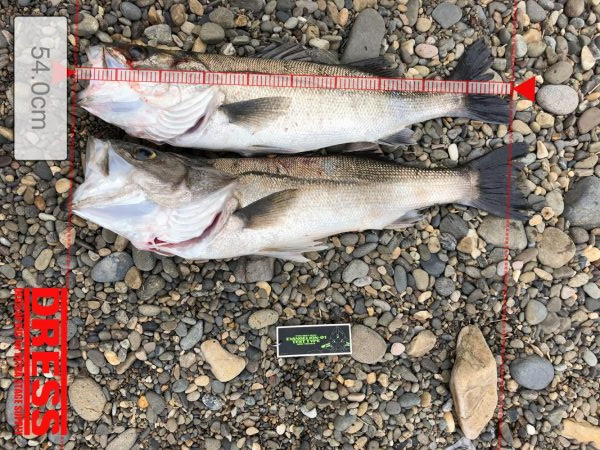 シーバスゲット