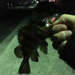 いろいろ狙い！