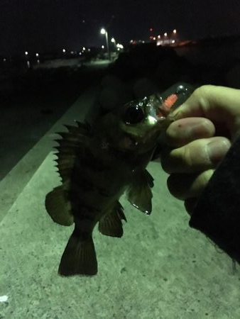 いろいろ狙い！