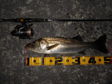 ベイトはアミエビ？？？。