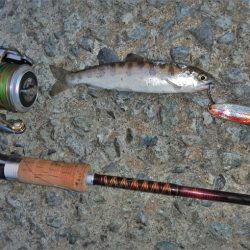 サクラマス狙いが