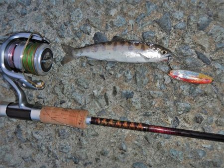 サクラマス狙いが