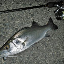 良い引きでした