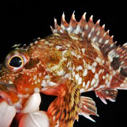 爆風、そして雨