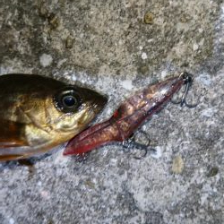 今夜のメバルはフォールに好反応！！