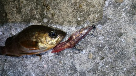 今夜のメバルはフォールに好反応！！