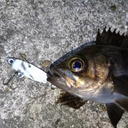 流れが速い時はメタル！！