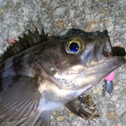 意外と潮が動かず大苦戦！！