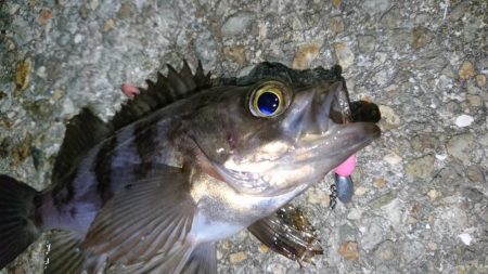 意外と潮が動かず大苦戦！！