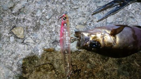 プラグ時々ジグ単