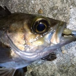 シャッドテールで春爆！！