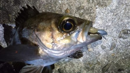 シャッドテールで春爆！！