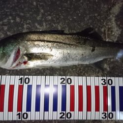 ダメもとでバチ抜け