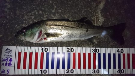 ダメもとでバチ抜け