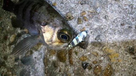 今夜も爆釣！！