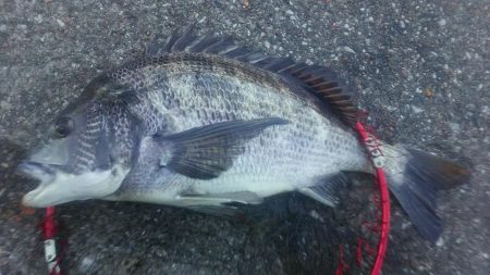 年無し　2尾ゲット！