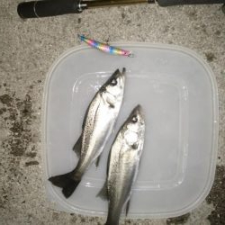 ナイトルアーフィッシング シーバス