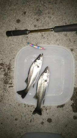 ナイトルアーフィッシング シーバス