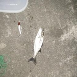 ナイトルアーフィッシング　シーバス