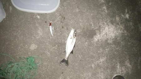 ナイトルアーフィッシング　シーバス