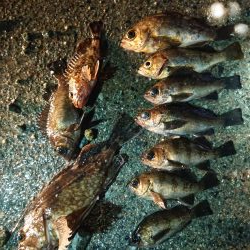 レッツメバリング