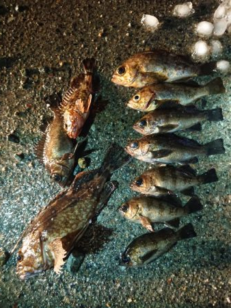 レッツメバリング