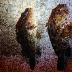 レッツメバリング