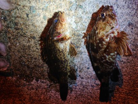 レッツメバリング