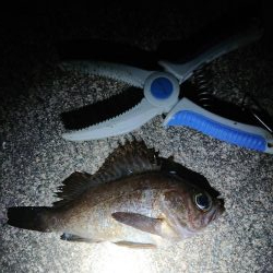 レッツメバリング